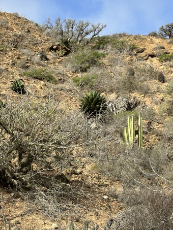 Ladera del rancho