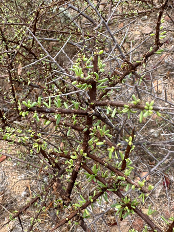 California Desert Thorn with leaves