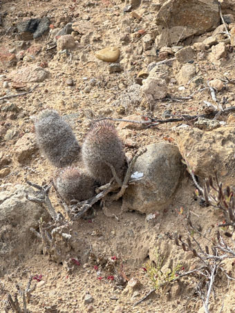 Pincushion cactus colony