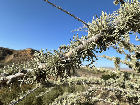 líquenes en la rama