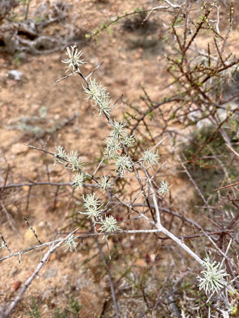 lichen on branch