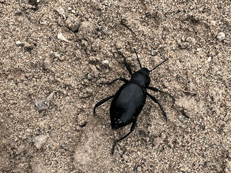 Pinacate beetle