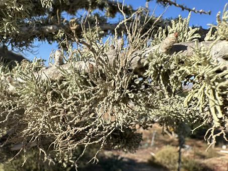 lichens on branch