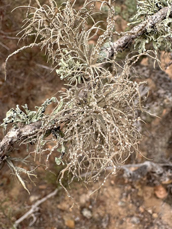 lichens on branch