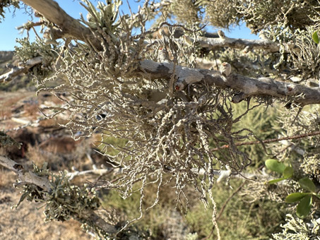 lichens on branch