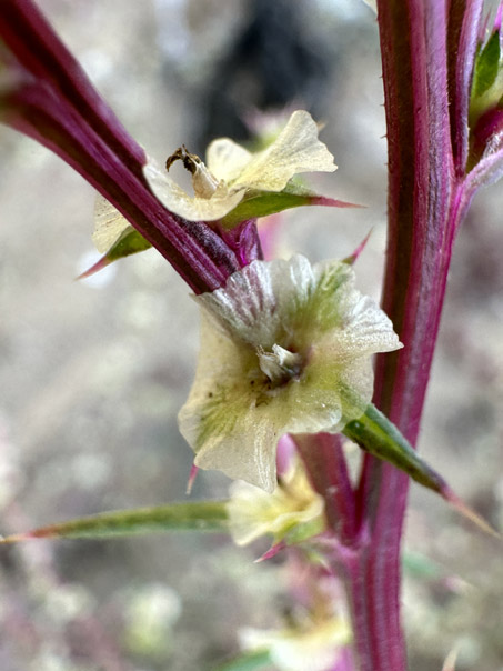 Russian thistle or Tumbleweed stem and fruit