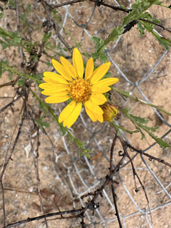 Peninsular Tansy Aster flower