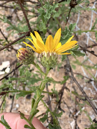 Peninsular Tansy Aster flower