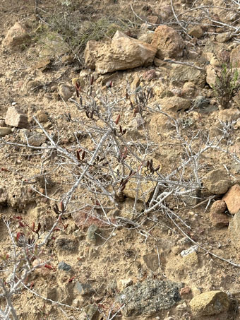 Bare stems of Vizcaíno Xylonagra