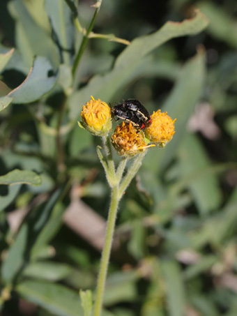 Yellow-bordered Flower Bups (beetles)