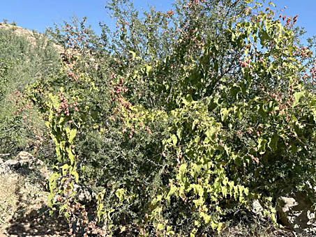 Coral Vine plant within other plant