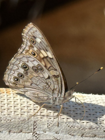 The Empress Leilia butterfly
