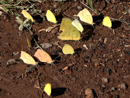 Sulphur Butterflies