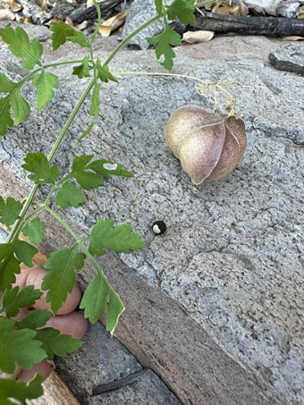 Balloon vine leaves, fruit and seed