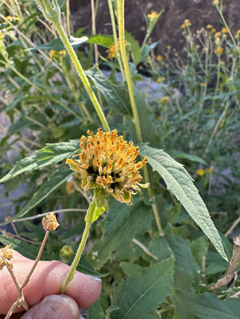 flowers of unidentified plant