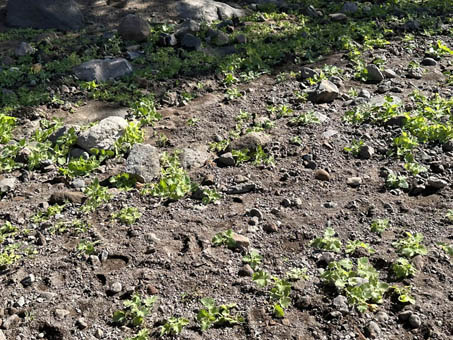 Young sprouts in wet arroyo bed