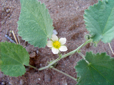 Bladder Mallow flower