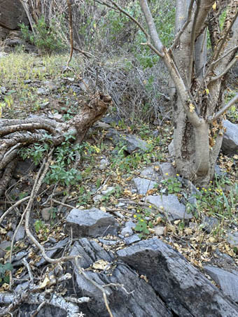 Vegetation on hillside at collection site
