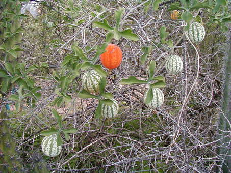 Coyote Melon plant and fruit