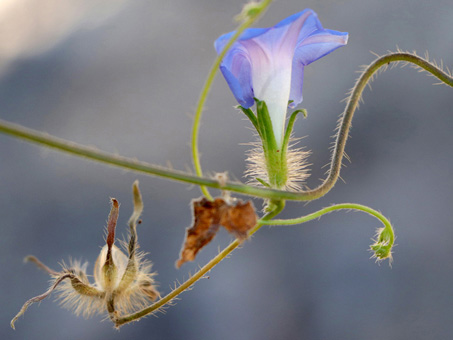 Ivy-leaf Morning-Glory