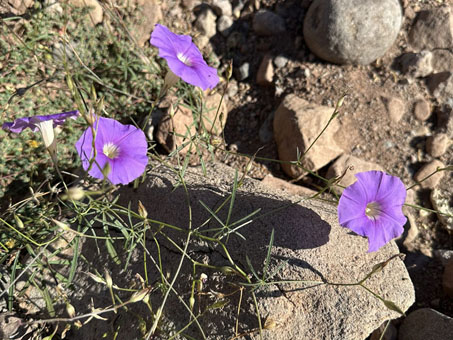 Ipomoea ternifolia var. leptotoma flowers and leaves
