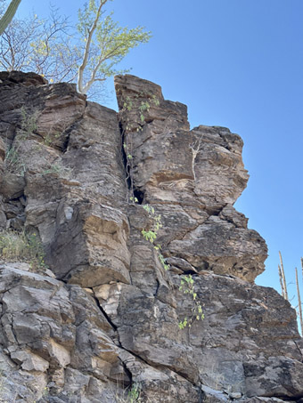 Yuca plant growing on cliff