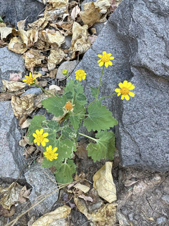 California Rock Daisy
