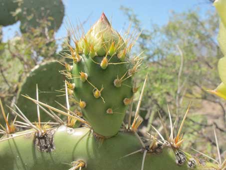 Prickly pear flower bud