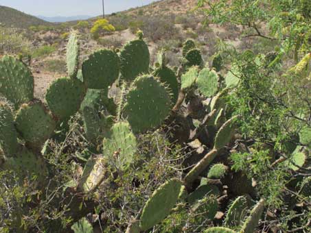 Prickly Pear cactus