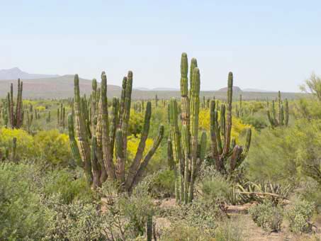 Arroyo lush with greenery and flowers