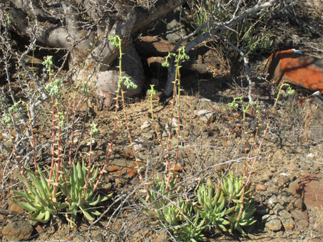 Flowers and leaves of Palo Eba