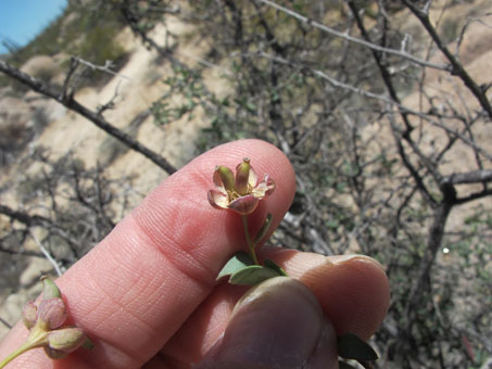 Crossosoma bigelovii fruit