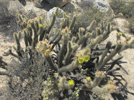 Cylindropuntia ganderi in bloom