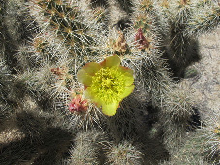 Cylindropuntia ganderi var. catavinensis flowers