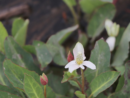 Yerba Mansa flower