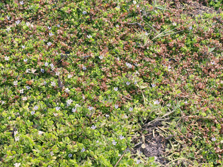 plantas chamuscadas