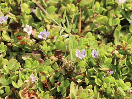 bacopa monnieri singed