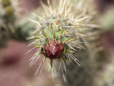 el botón de la flor de una Cholla