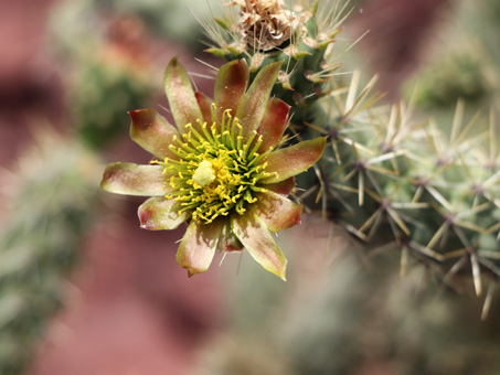 Cholla cactus flower