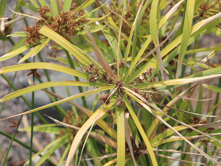 African Umbrella Plant