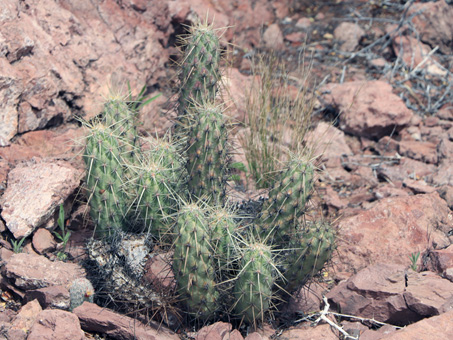 Hedgehog cactus