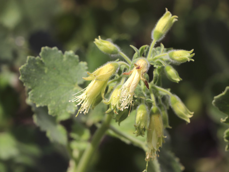 eucnide cordata flowers