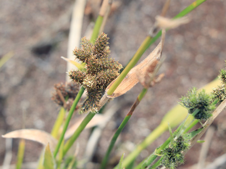 Western Umbrella-Sedge