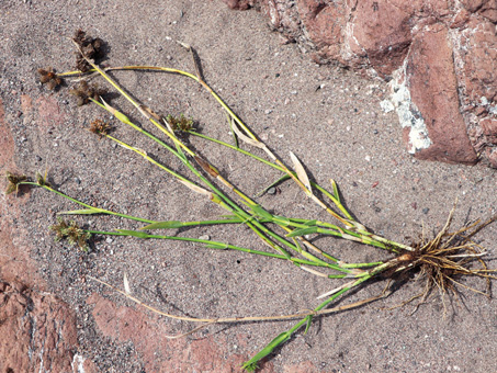 Western Umbrella-Sedge