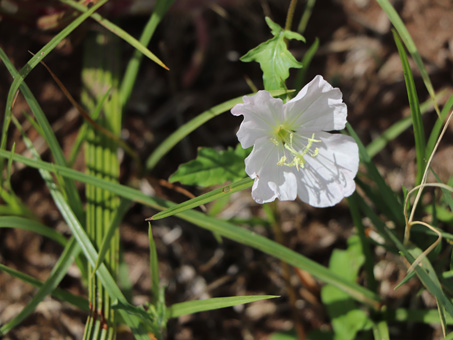 Oenothera kunthiana flower