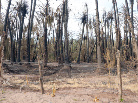 burned palms