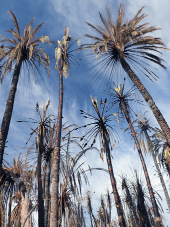 palmas quemadas