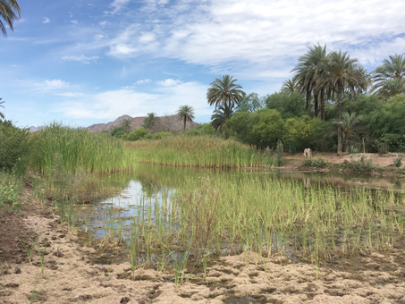 Wetlands