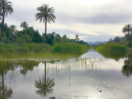 Wetlands