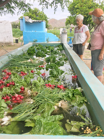 verduras frescas